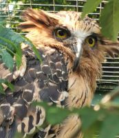 Aug in Aug mit einem Uhu, Vogelpark Walsrode