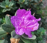 Die Bepflanzung des Parks ist herrlich 