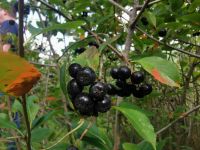 Die Aroniabeere, Konfitee, Schwarmstedt, Lüneburger Heide