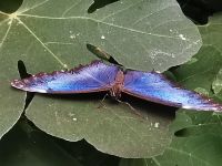 Schmetterling, Vogelpark Walsrode