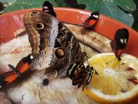 Schmetterlinge an der Futterstelle, Vogelpark Walsrode