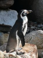 Pinguin, Vogelpark Walsrode
