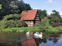 Pelikane im Vogelpark Walsrode