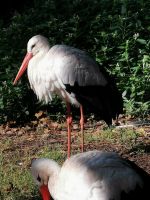 Storch im Vogelpark Walsrode