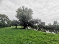 Blick vom Hotel Allerhof auf die Aller