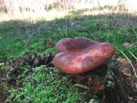 Pilze über Pilze im Naturschutzgebiet Höpen