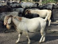 Heidschnucke, Niederohe