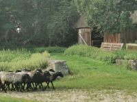 Heidschnuckeneintrieb in Niederohe, Südheide