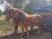 Unsere fleißigen Pferde, Höpen Nataurschutzgebiet