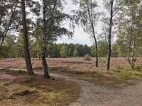 Wir fahren durch die Heide