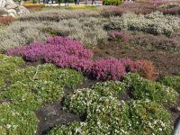 Die verschiedenfarbigen Blüten der Heide im Heidegarten Höpen