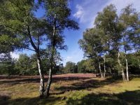 Heidelandschaft, Höpen 