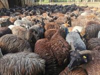 Heidschnucken kurz vor dem Austrieb, Schneverdingen