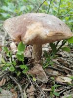 Birkenpilz, Museumsdorf Hösseringen