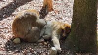 Berberaffen auf dem Affenberg Salem