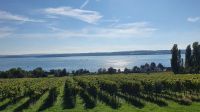 Weinanbau am Bodensee