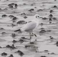 Wo ist das Essen? Möwe im Watt, Büsum