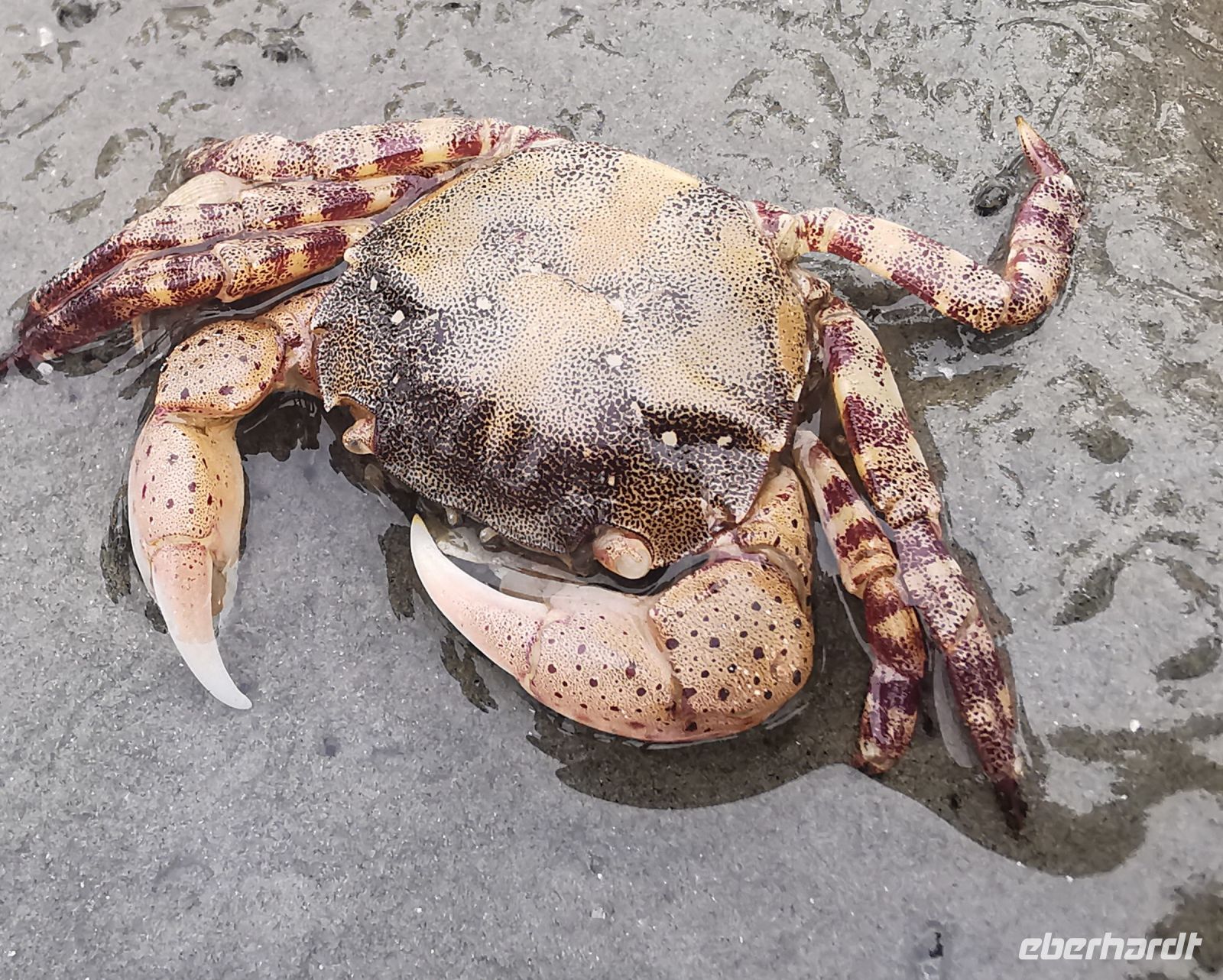 Eine japanische Krabbe, Büsum
