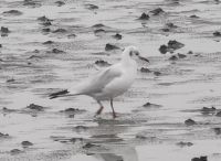 Eine Möwe auf Futtersuche im Watt, Büsum