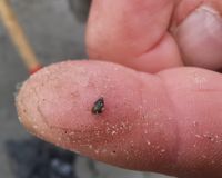 Die kleinste Schnecke der Welt, Büsum