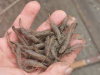 Die berühmten Büsumer Nordseekrabben, Büsum