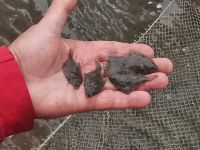 Mini-Flundern, Büsum