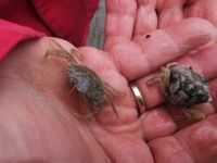 Kleine Krebse, Büsum