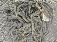 Fang von wenigen Minuten, Büsum