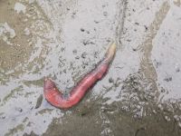 Er buddelt sich wieder ein, Wattwurm in Büsum