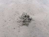 Die Ausscheidungen des berühmten Wattwurms sehen aus wie schwarze Spaghetti, Büsum