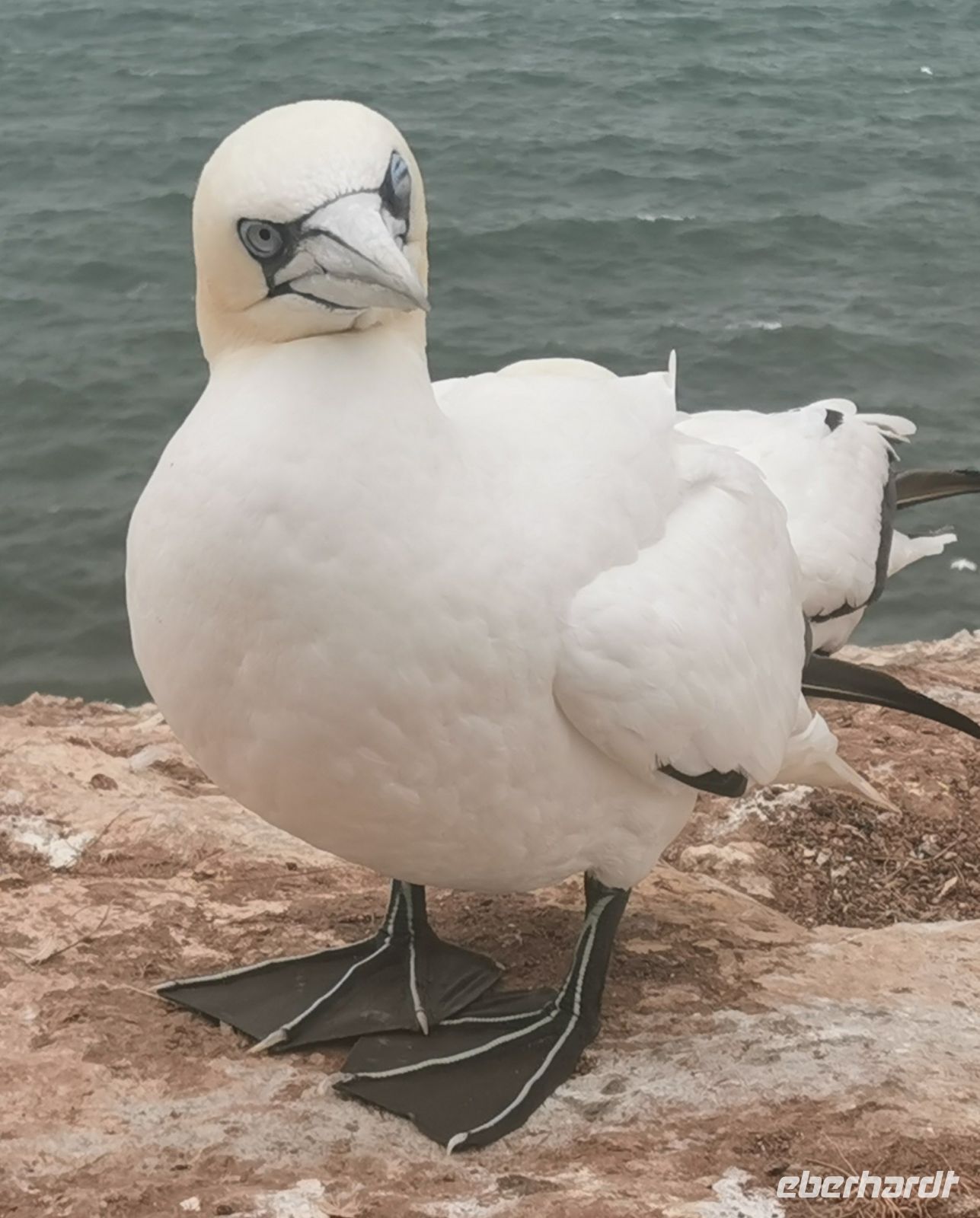 Basstölpel, Helgoland