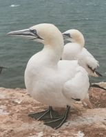 Basstölpel auf Helgoland