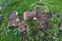 Tag 7 Wanderung zur Saarschleife 