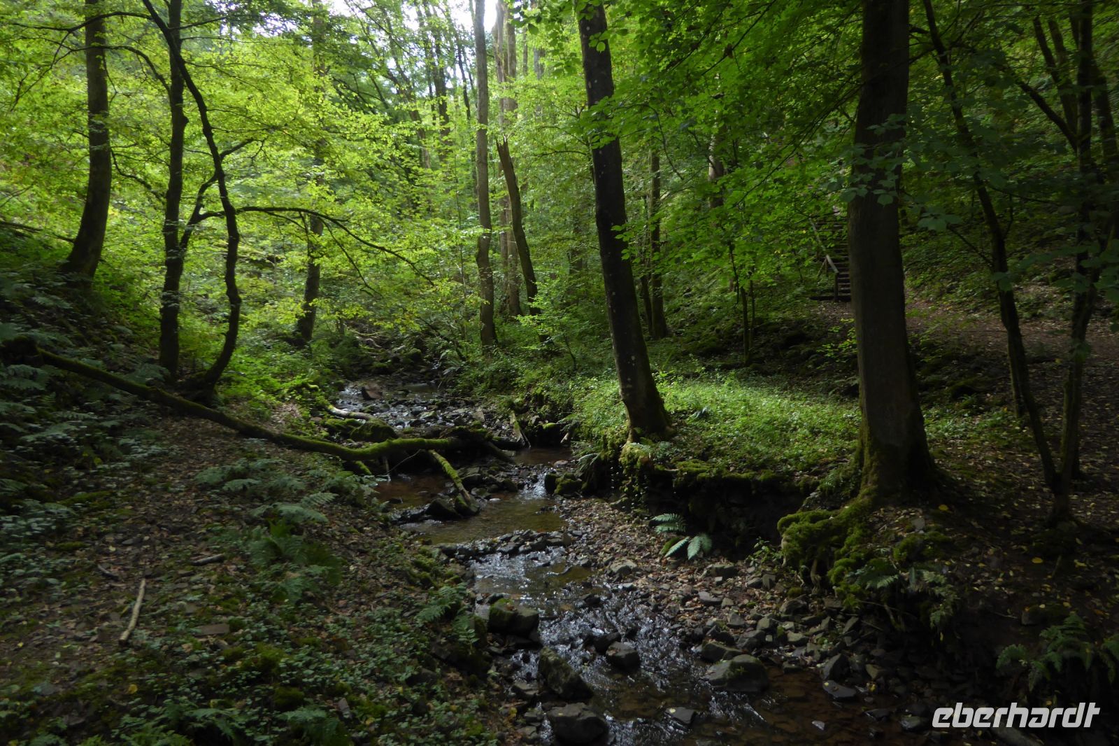 Tag 7 Wanderung zur Saarschleife 