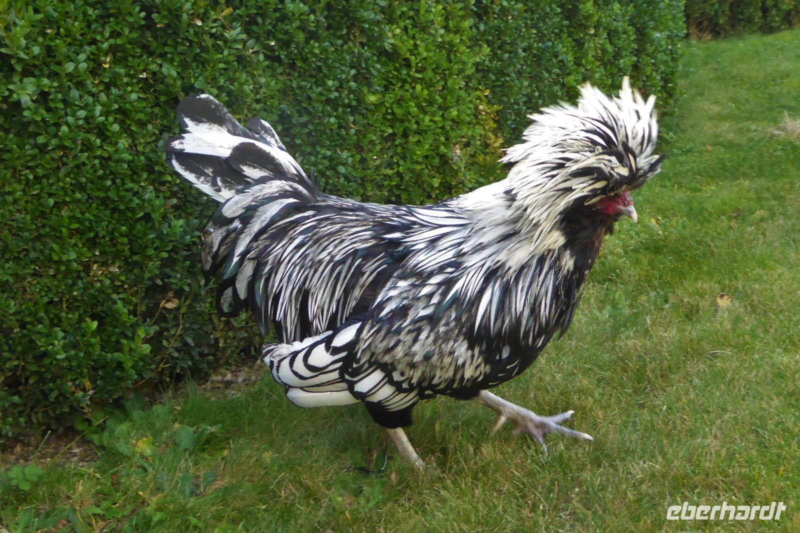 Tag 3 Abtei Tholey, der narzisstische Hahn