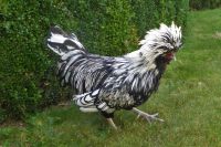 Tag 3 Abtei Tholey, der narzisstische Hahn