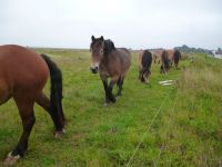 Pferdenachwuchs auf Hiddensee