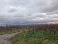 Planwagenfahrt in der Pfalz