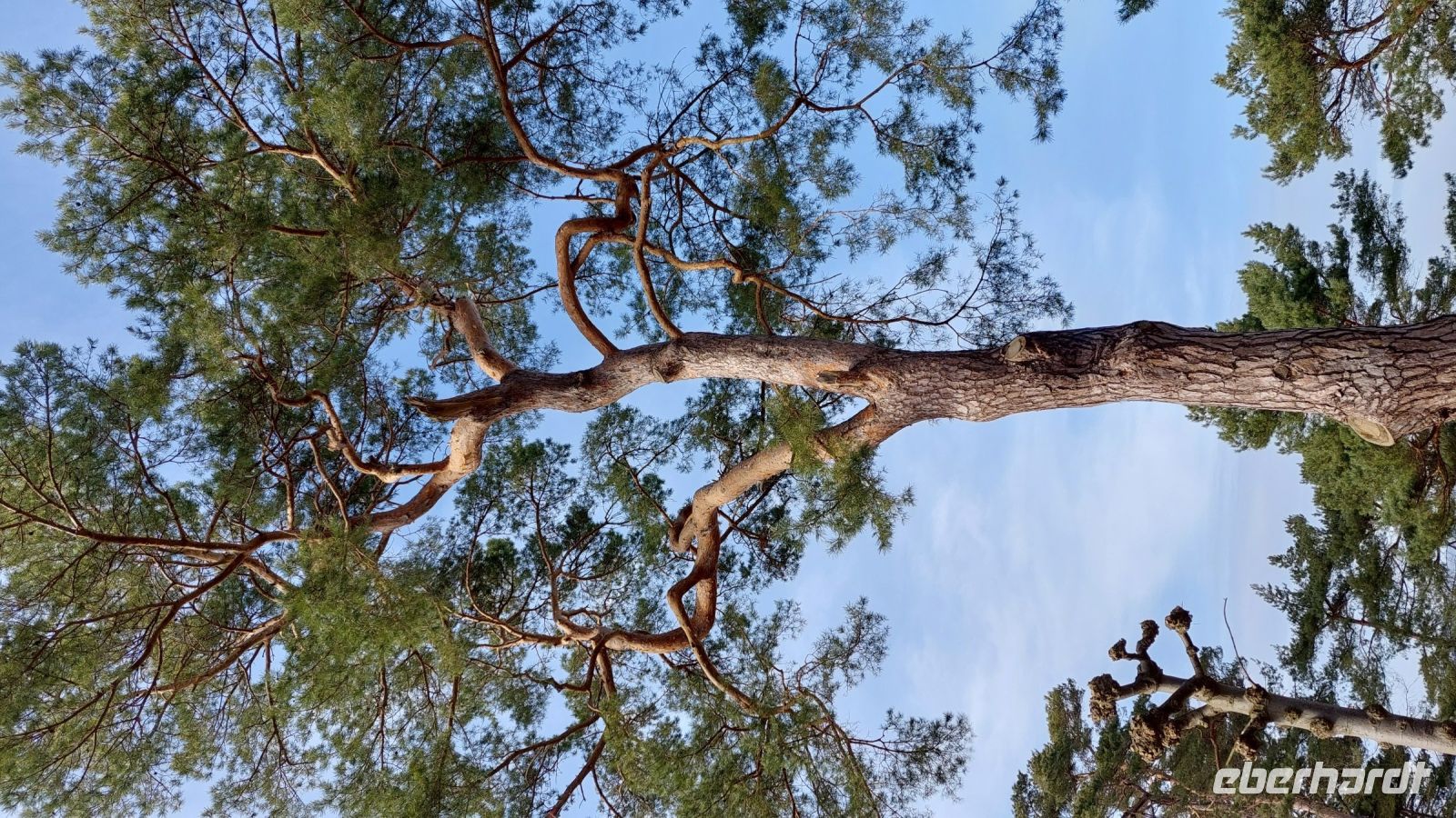 Kiefer im Dünenwald