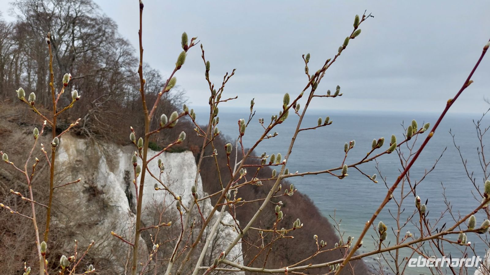 erste Frühlingsboten am Kreidefelsen