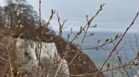 erste Frühlingsboten am Kreidefelsen