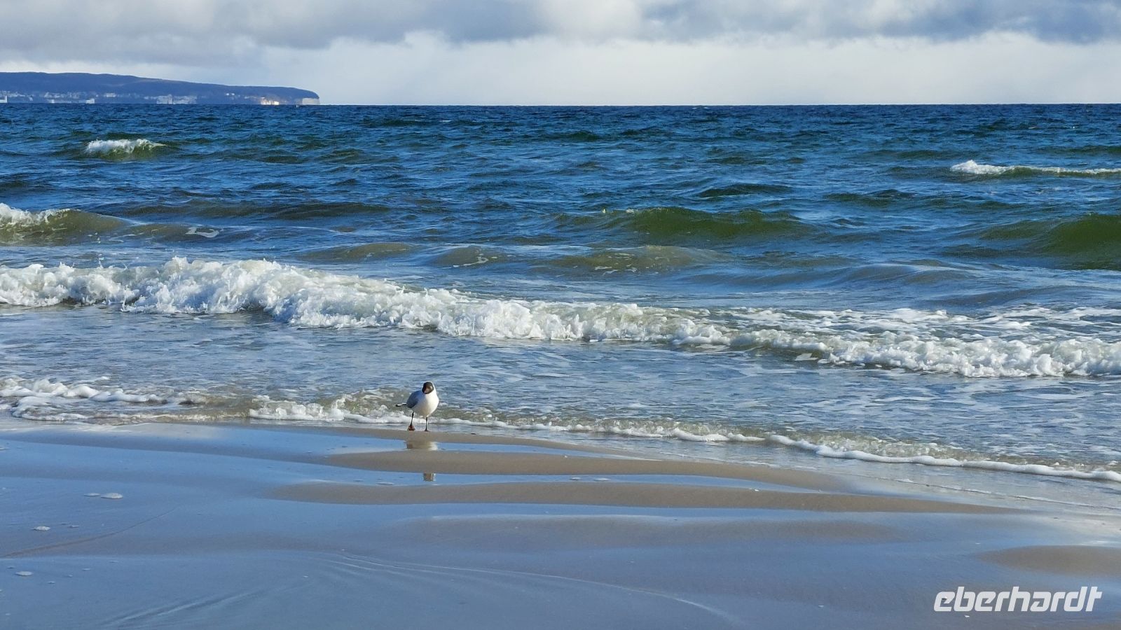 Möwe am Strand von Binz