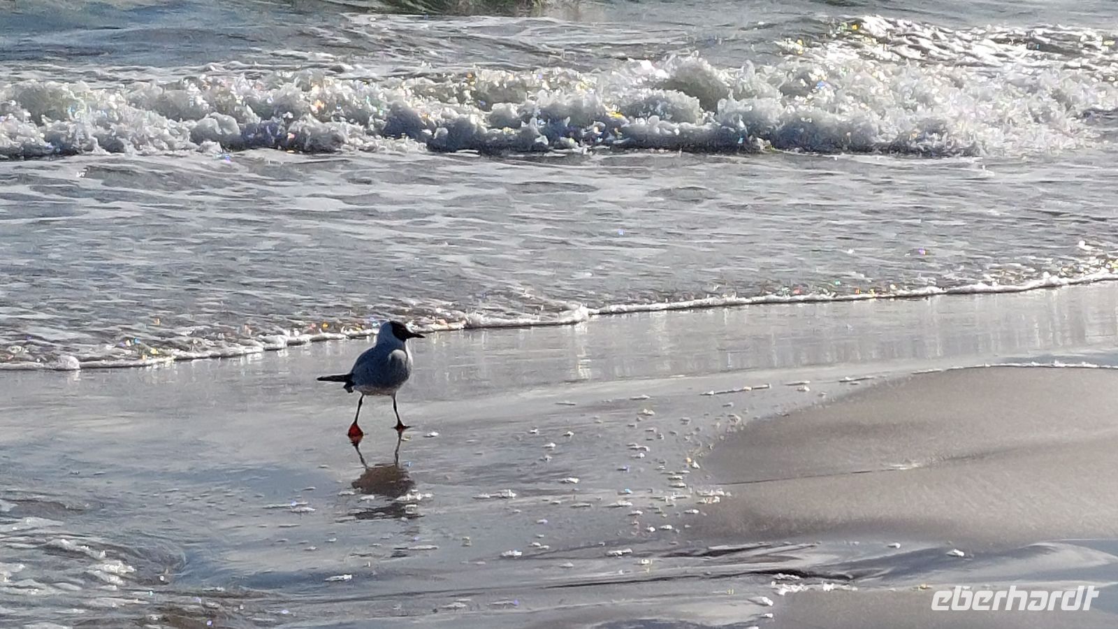 Möwe am Strand von Binz