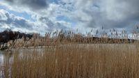 Rohr im See...