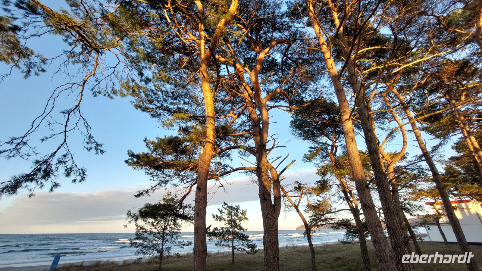Sonnenuntergang im Dünenwald
