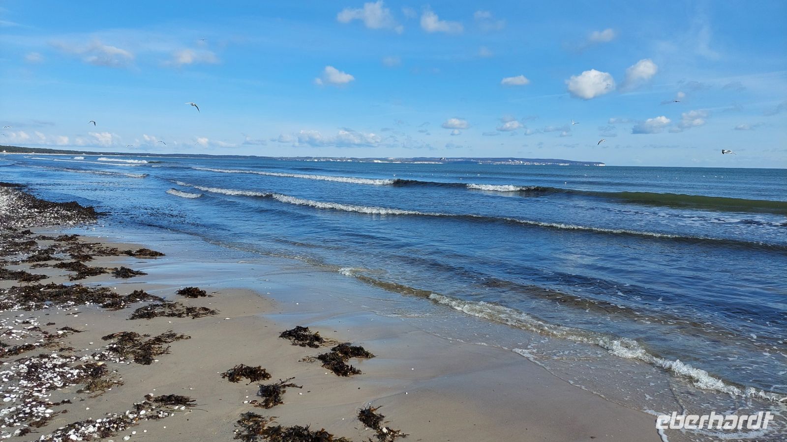 die Möwen haben ihren Spaß