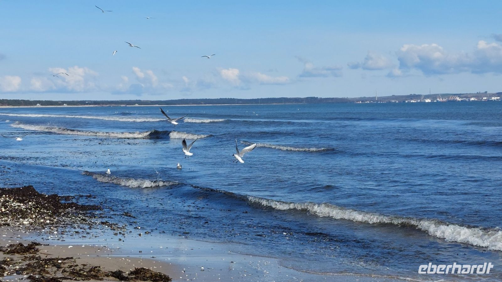 ....finden zwischen Tang und Muscheln immer was leckeres