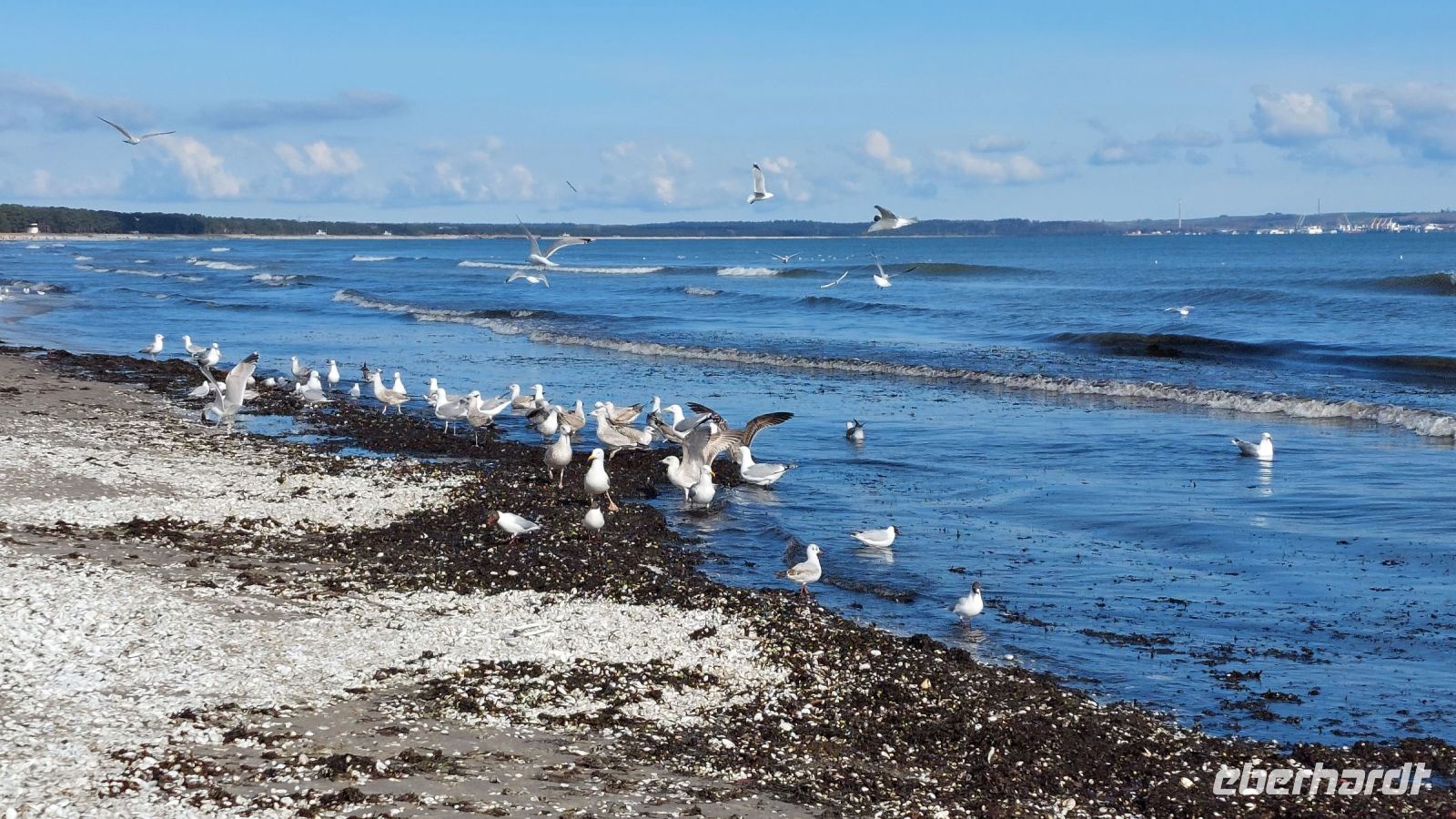 unangemeldete Möwenversammlung