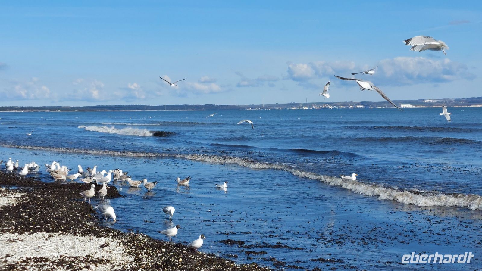 ganz schön frech....die lieben Tierchen