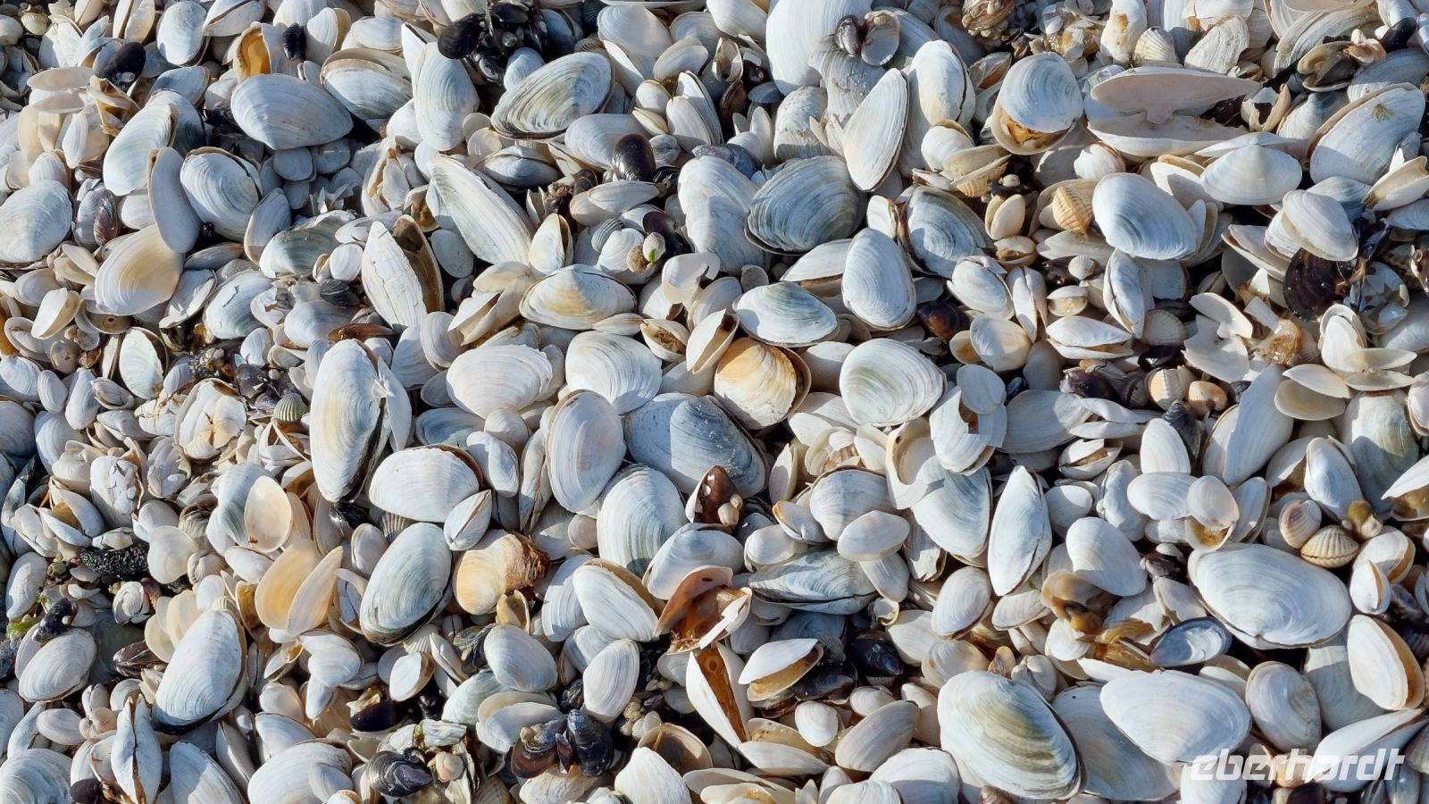 Muscheln, Muscheln und nochmals Muscheln